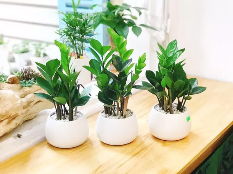 cây cảnh trong nhà chuẩn phong thủy