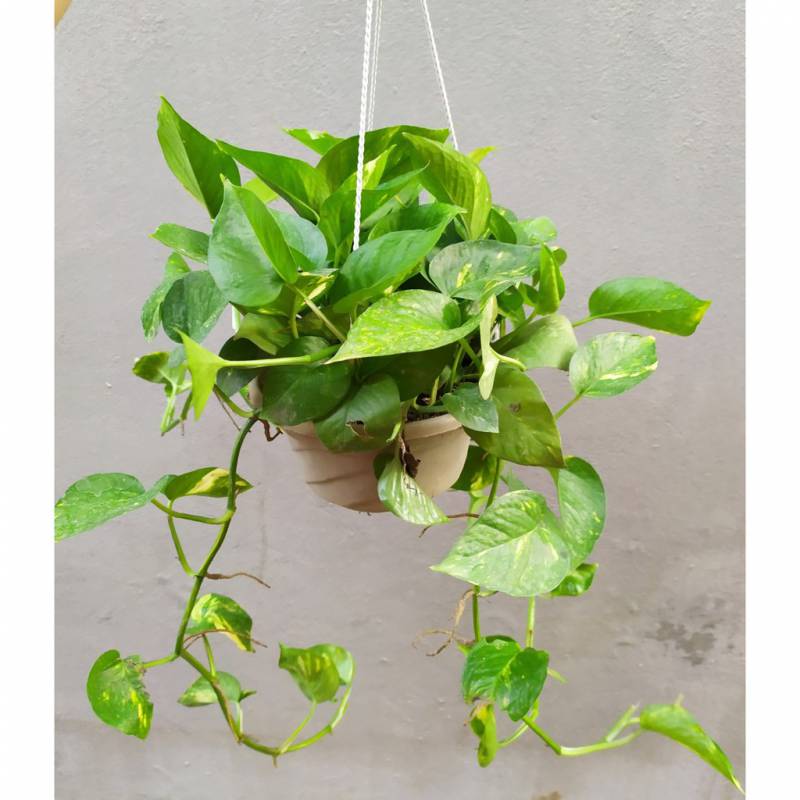 cây cảnh trồng trong nhà phong thủy