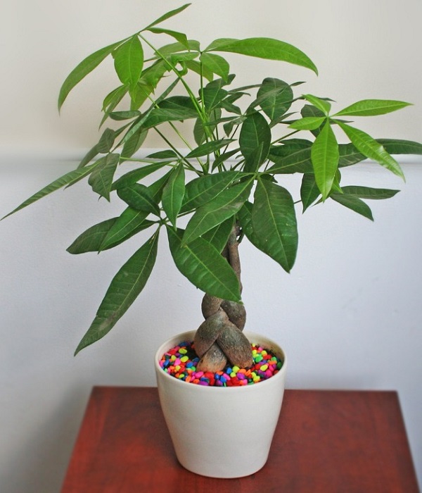 cây cảnh trồng trong nhà