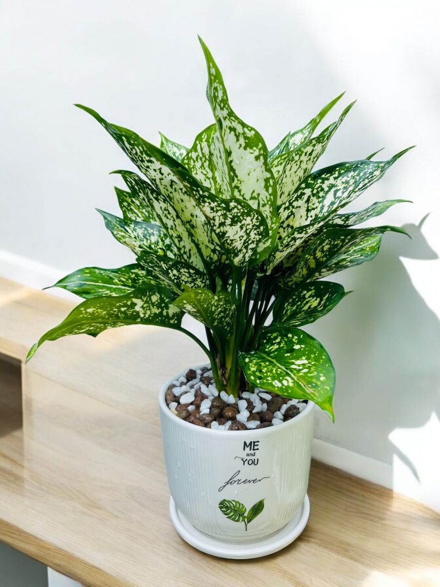 cây cảnh trồng trong nhà phong thủy