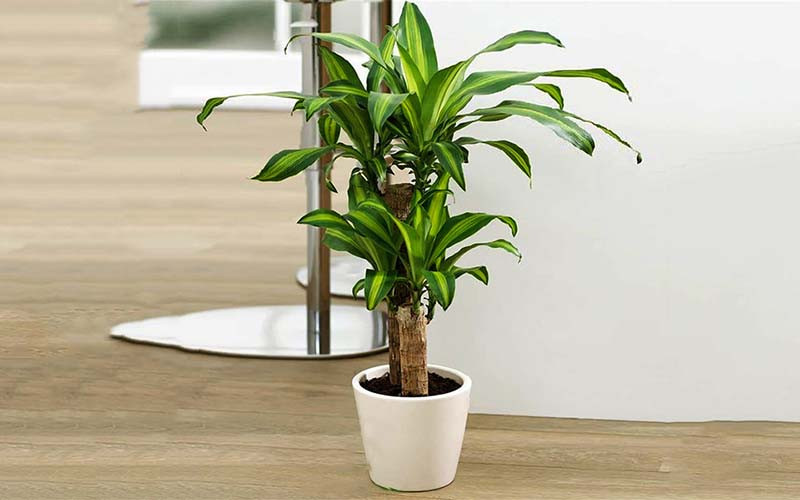 cây cảnh trồng trong nhà phong thủy