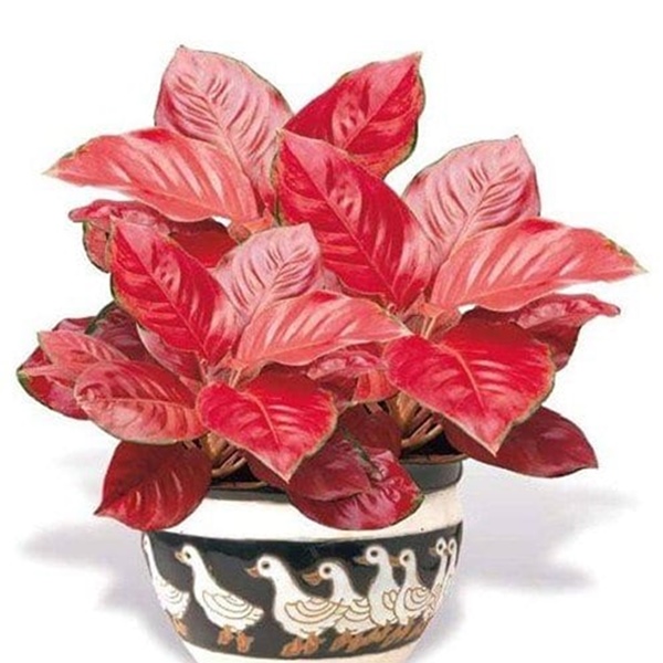 cây cảnh trồng trong nhà phong thủy