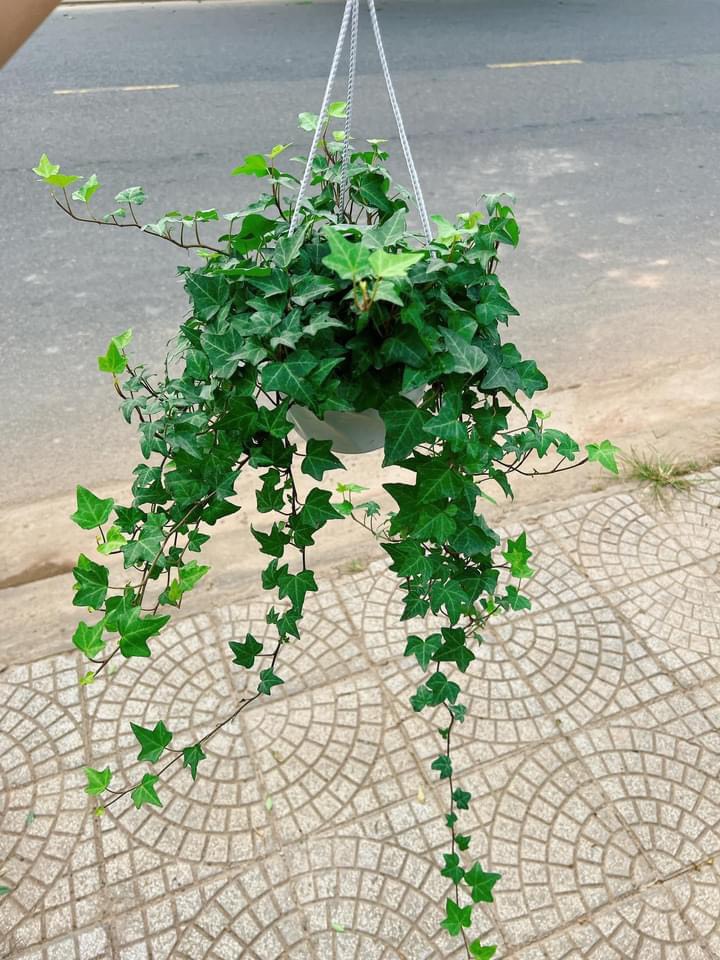 cây cảnh trồng trong nhà phong thủy